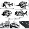 imageCONEHOY 4 Pcs Metal Wall Art Fish Sculpture Nautical Style Art Decor Black Hanging Metal Fish Bone Rustic Wall Decor for Home Living Room Bedroom Bathroom Office Window Indoor Outdoor